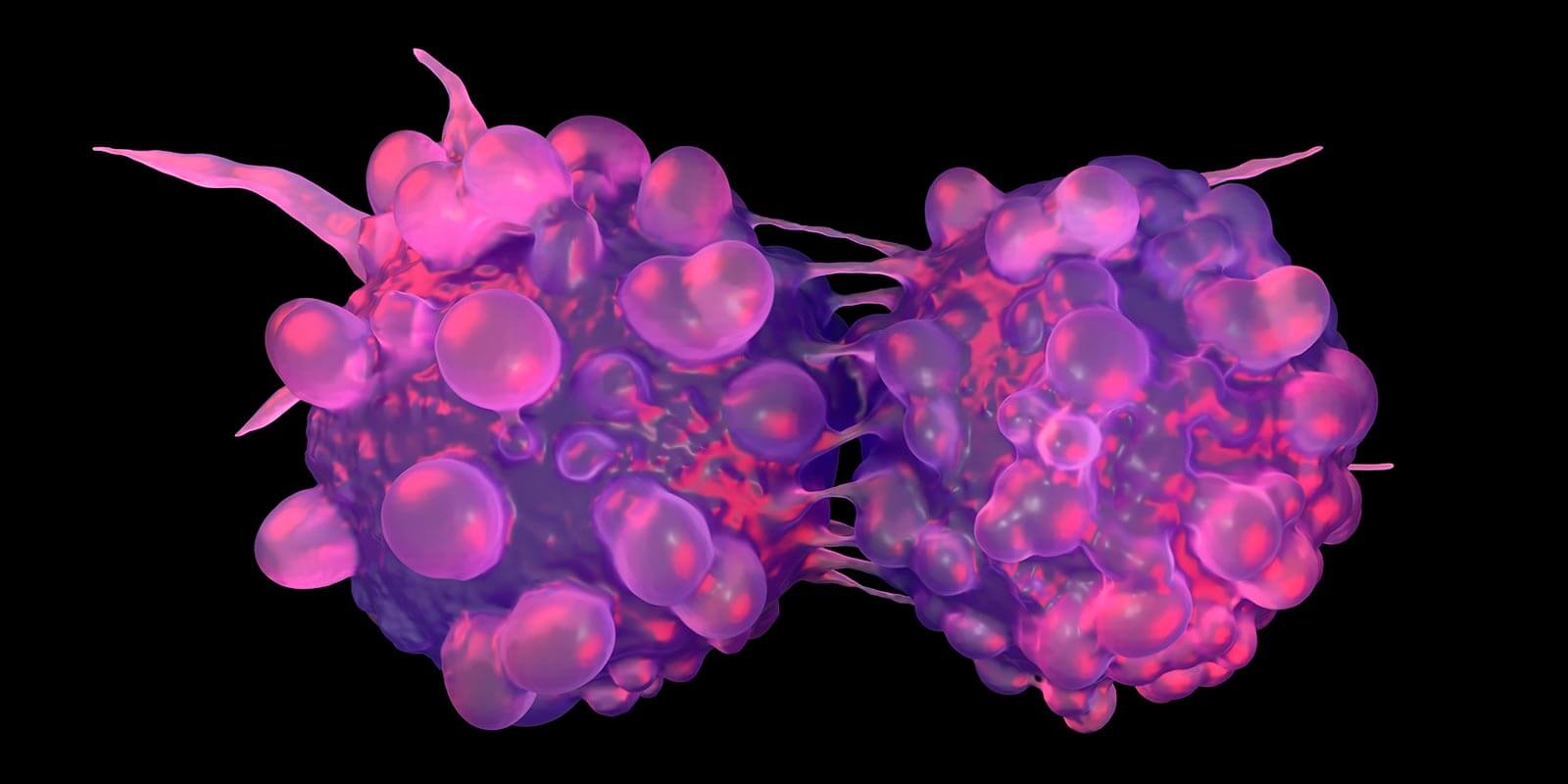 dividing bladder cancer cells