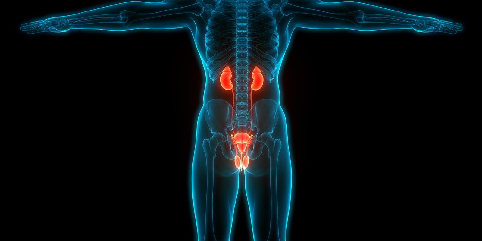 Human Urinary System Kidneys with Bladder Anatomy
