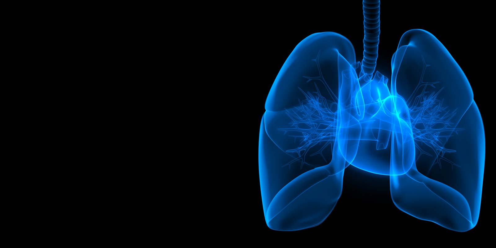 human lungs with heart anatomy