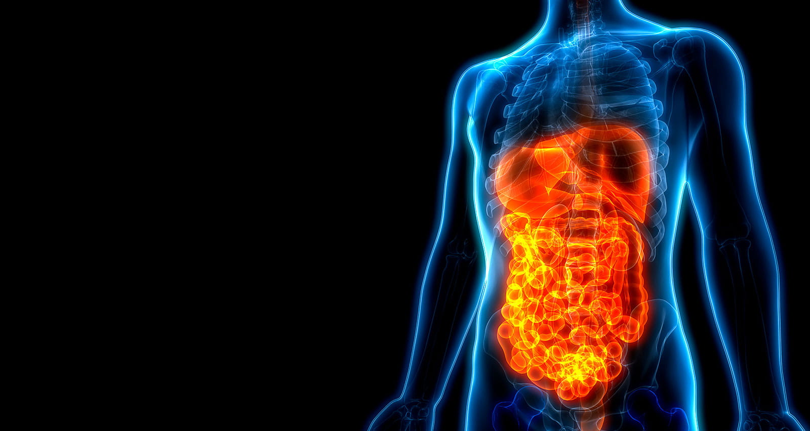 3D illustration of the human digestive system