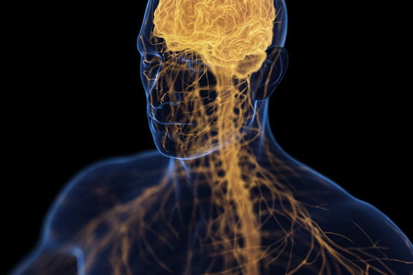 male nervous system illustration