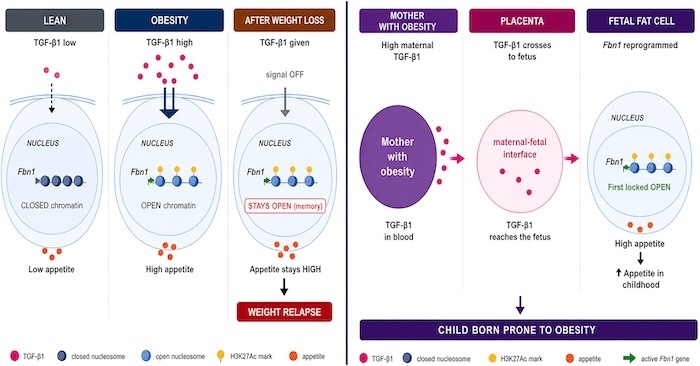 Chart graphic from obesity study.