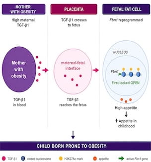 Thumbnail image of chart used in obesity study.