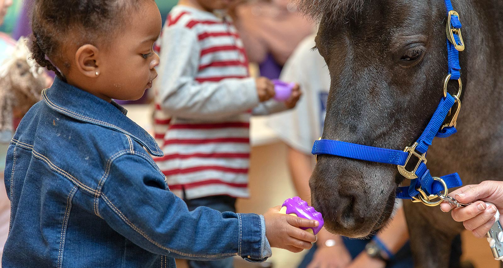 A young girl gives Willie a treat
