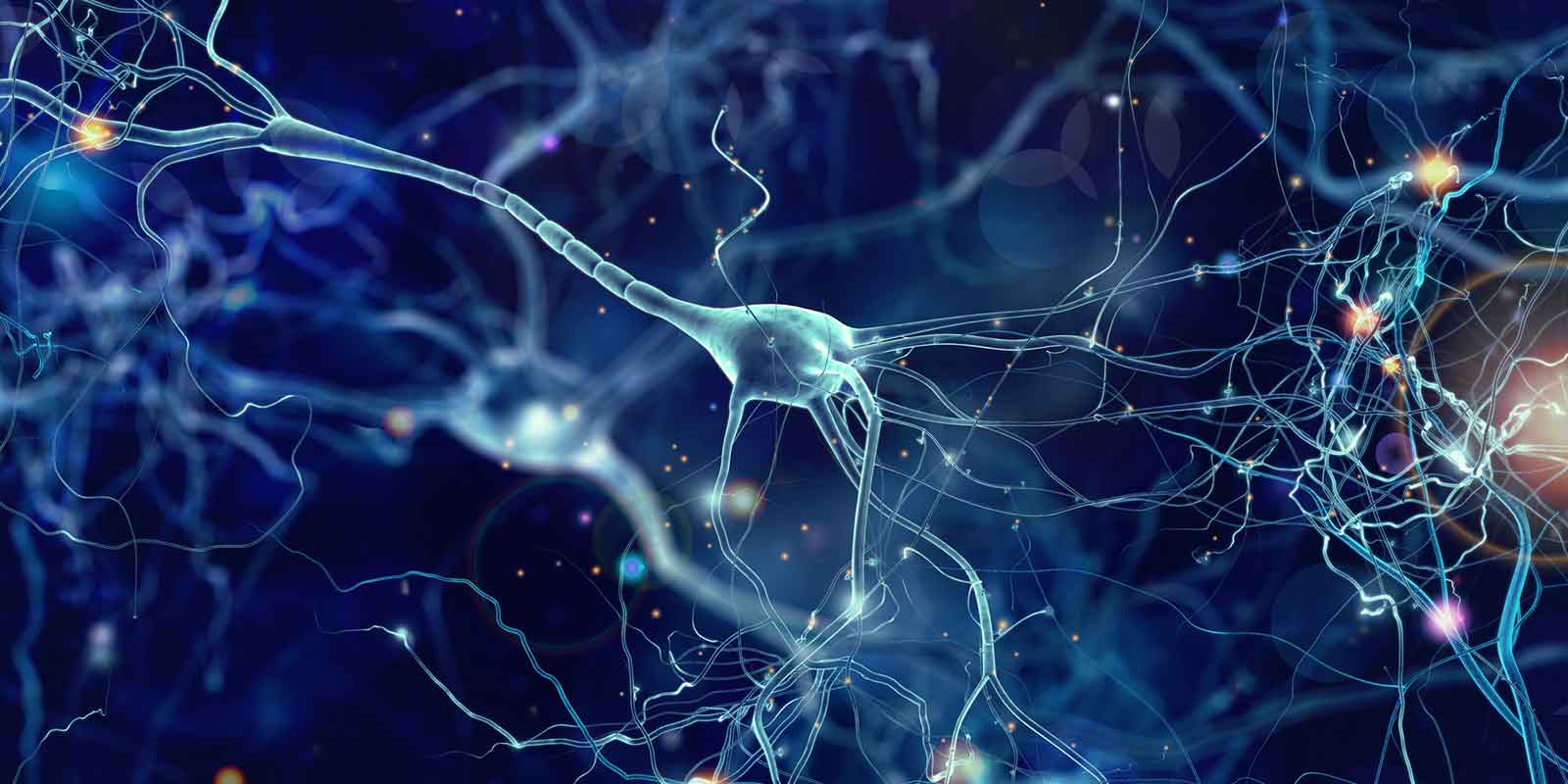 neurons