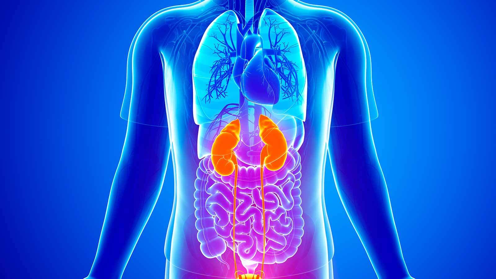 illustration of kidneys