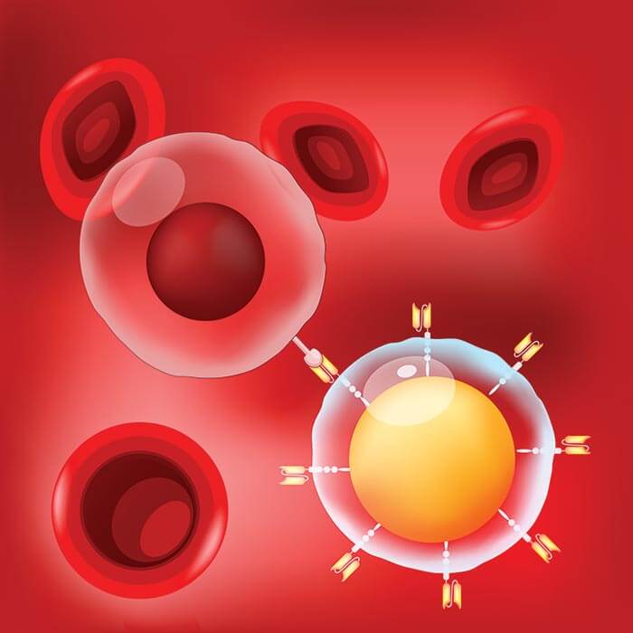 CAR-T cell and red blood cells