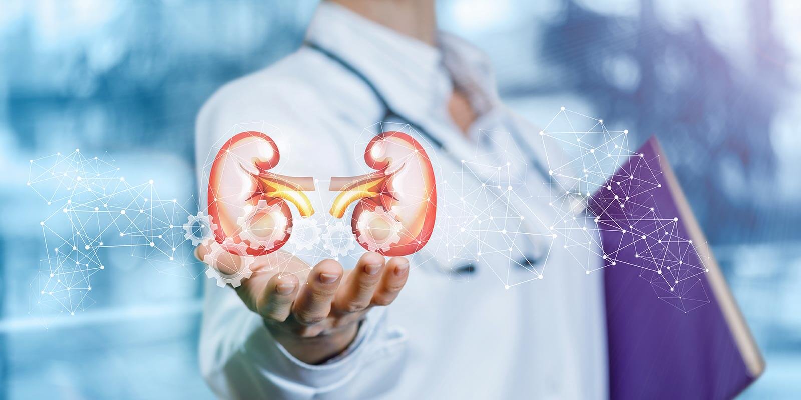 doctor holding kidneys