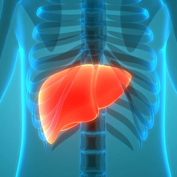Hepatology, Liver