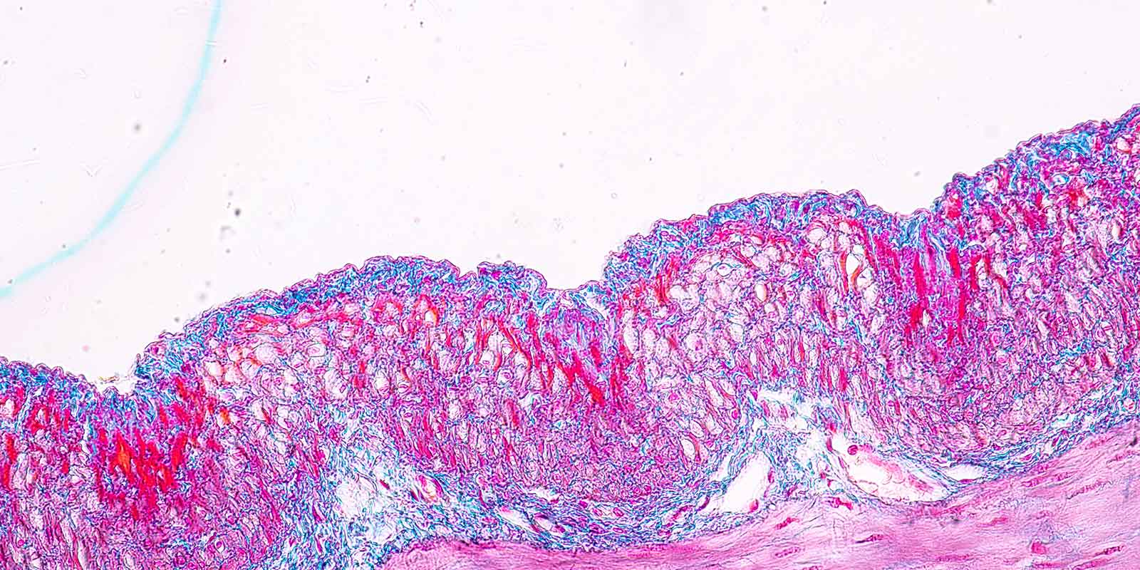 Tissue of Stomach under the microscopic, Physiology of the stomach for education in laboratory
