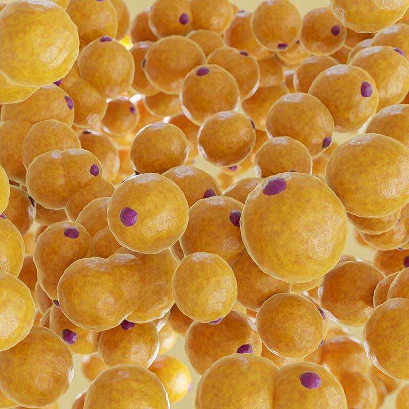 cluster of fat cells