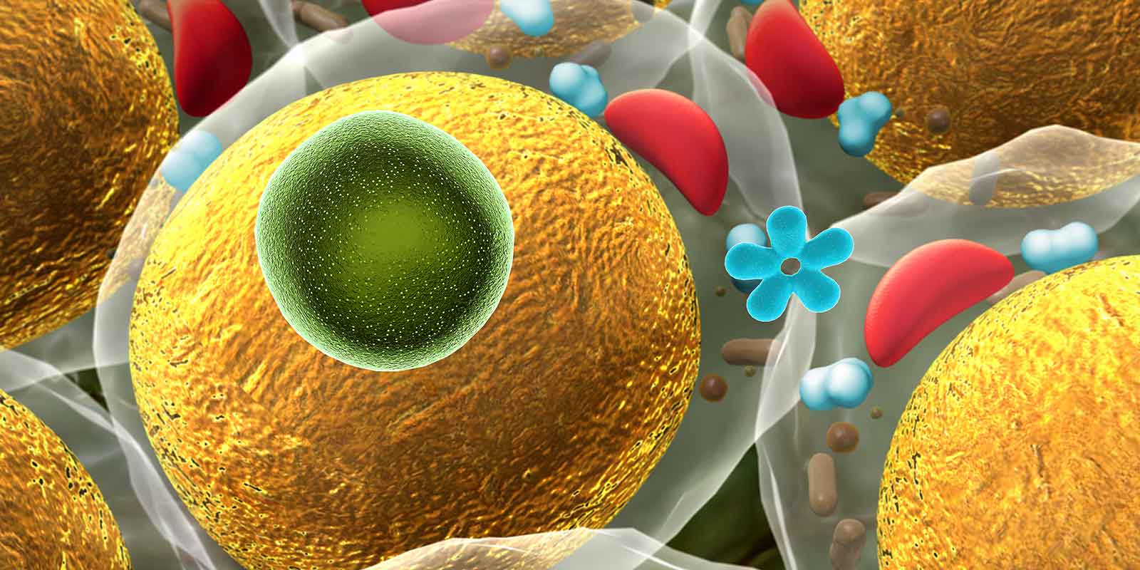 fat cells and insulin