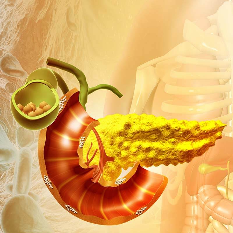 human pancreas on scientific background