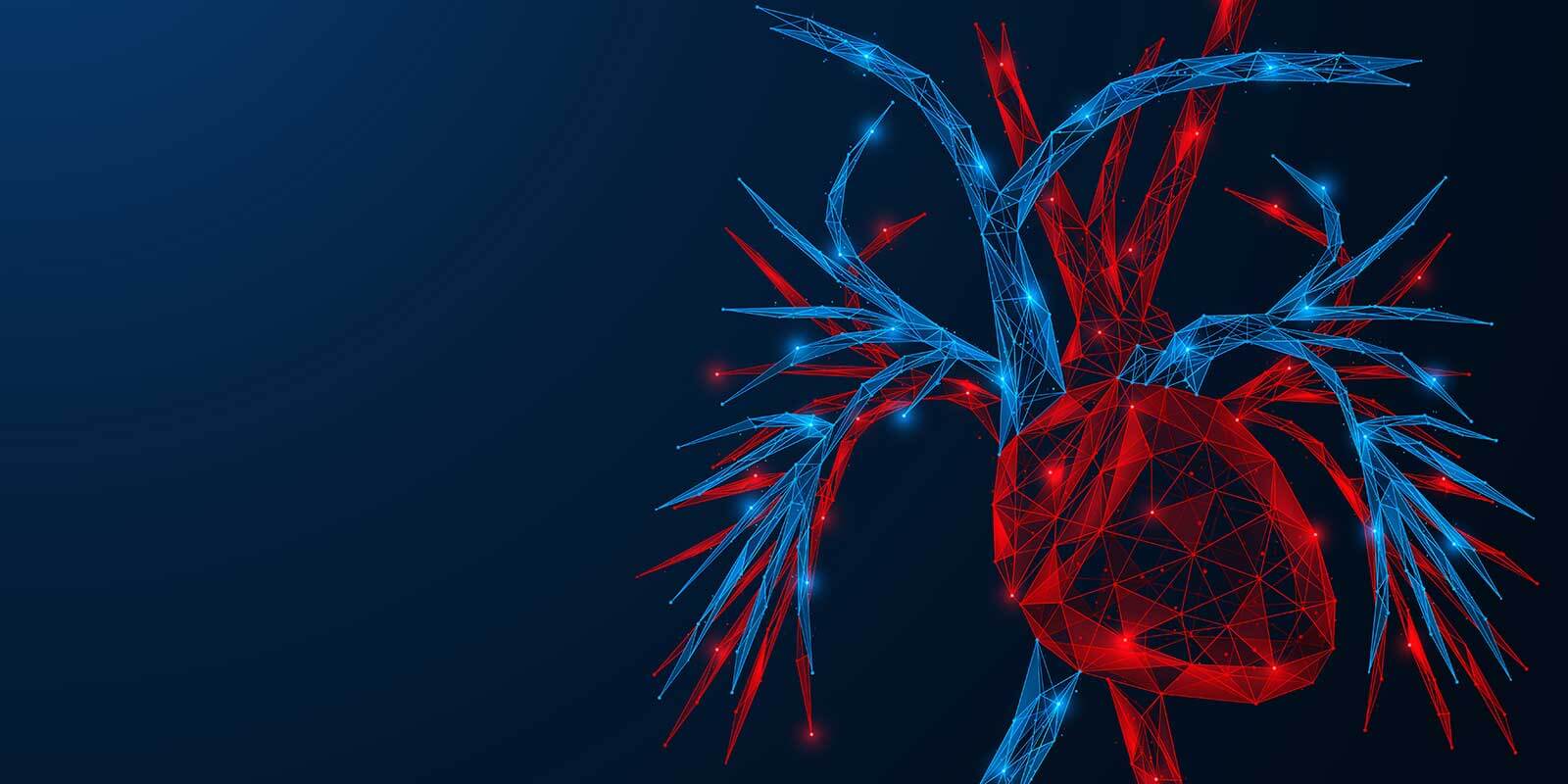 heart and vascular illustration