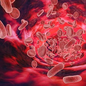 vascular blood cells