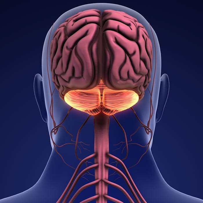 human brain and cerebellum anatomy