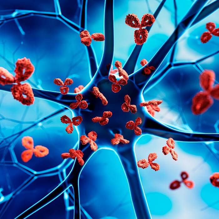 Nerve cell attacked by Antibodies