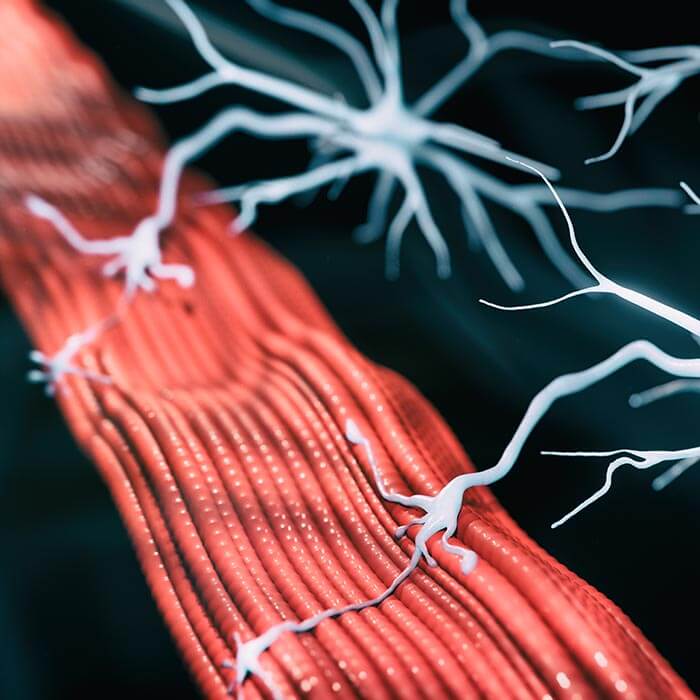 neuromuscular junctions