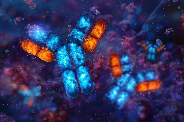 antibodies