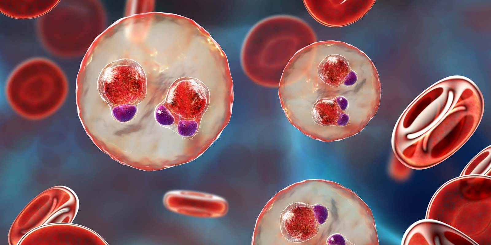 Protozoan Plasmodium falciparum