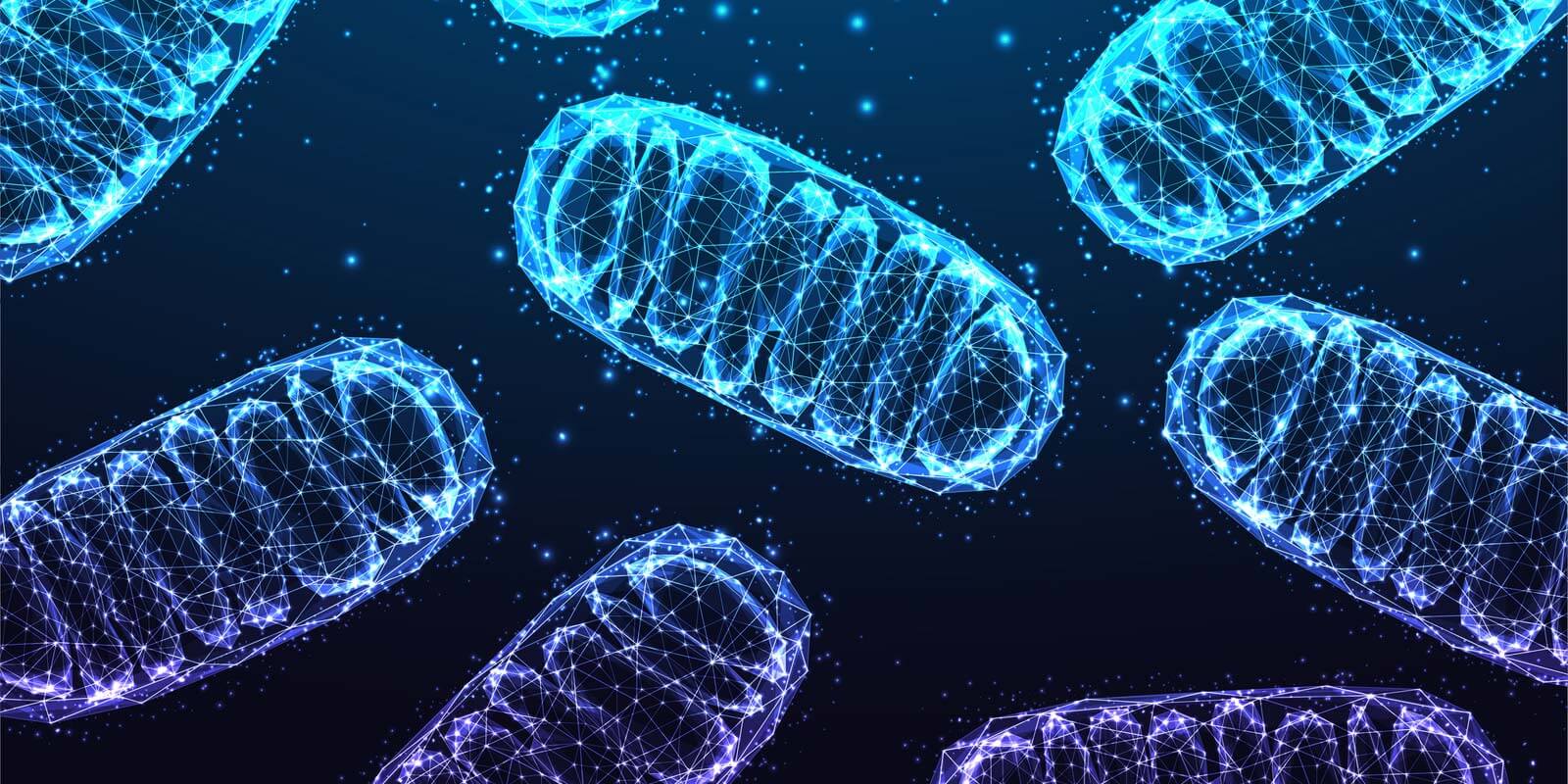 Mitochondria under microscope