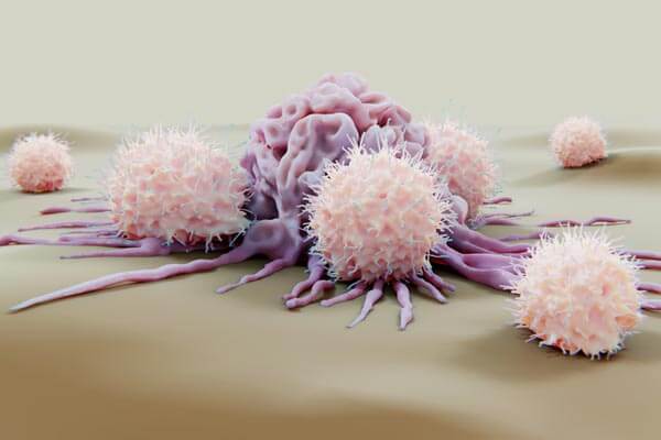natural killer cells