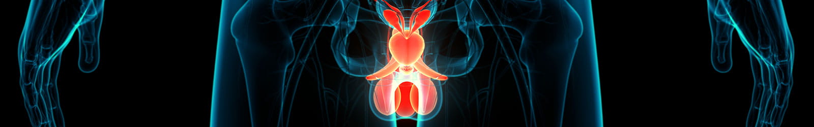 male reproductive system