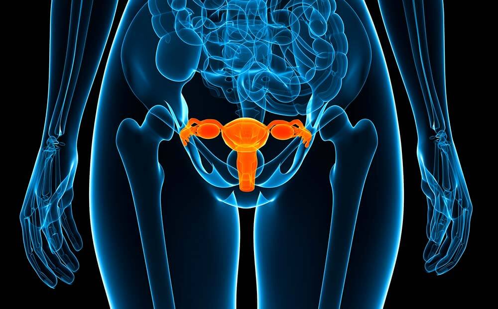 female reproductive system