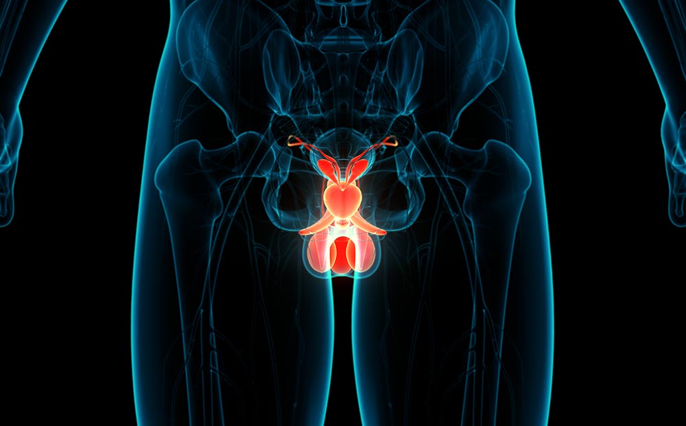 male reproductive system