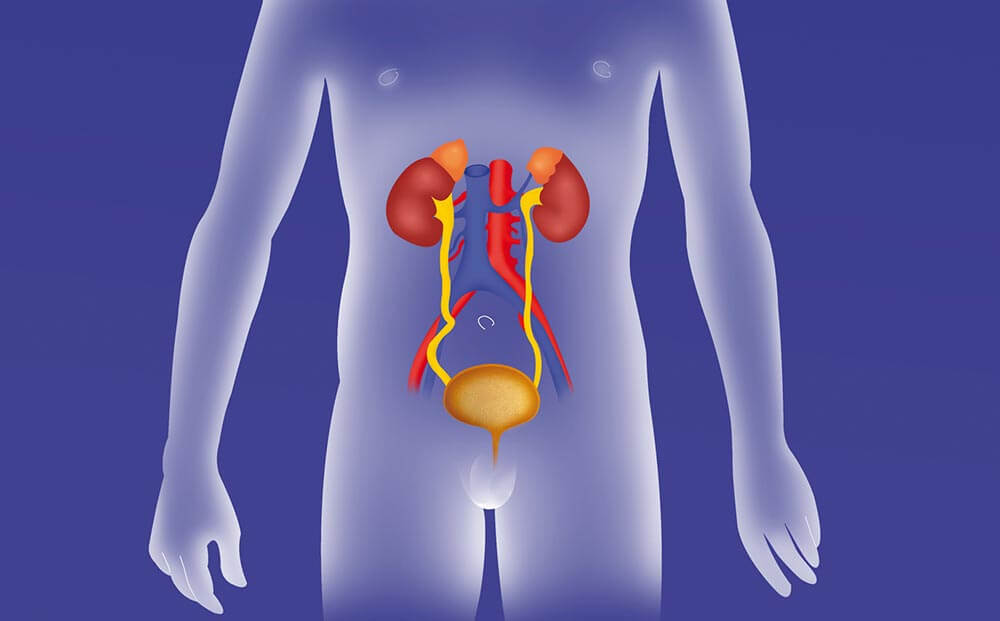 child urinary system