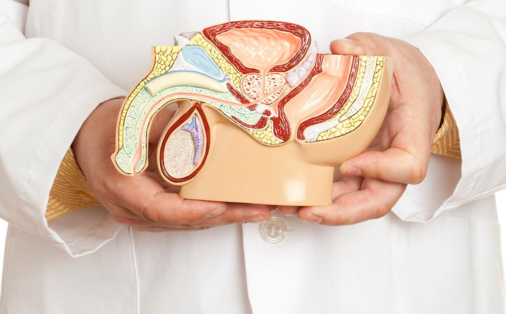 mail reproductive system