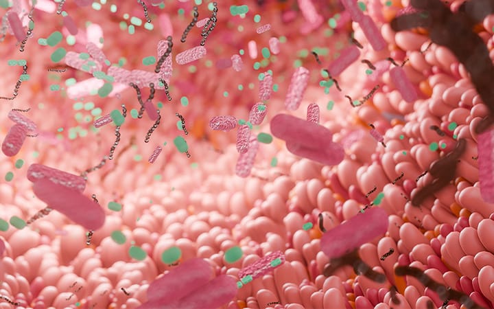 Close-up inner view of a human intestine with microbiome