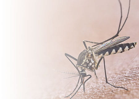 Mosquito sucking blood