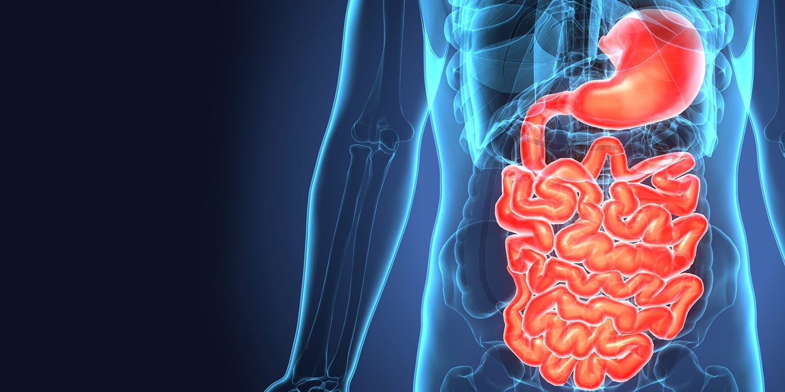Medical illustration of intestinal tract.