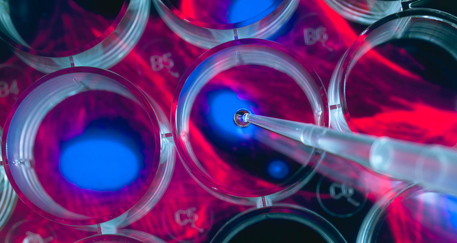 Physician scientist pipetting cells into a multi well plate 