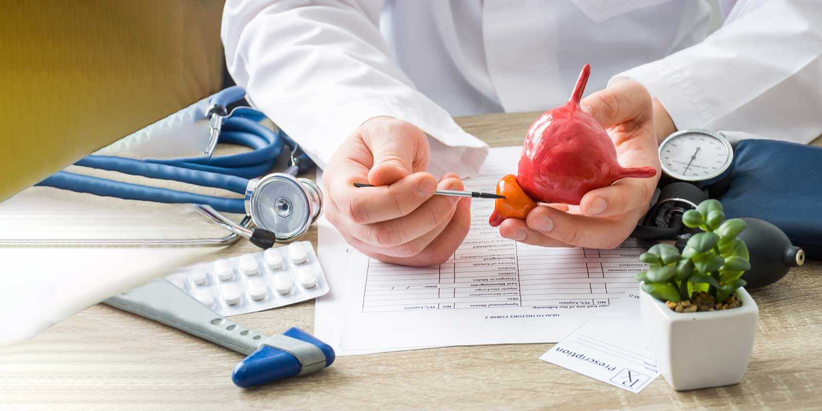 Physician shows model of prostate gland to a patient