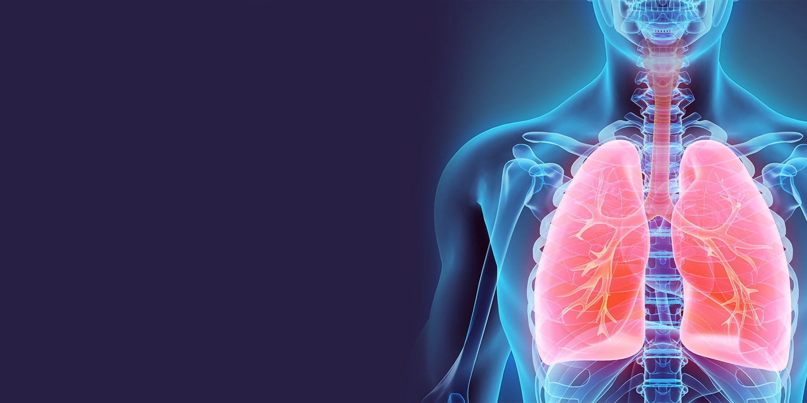 Medical illustration of the thorax and esophagus.