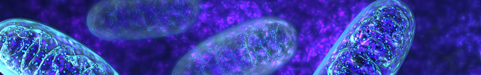 Mitochondria 3d illustration