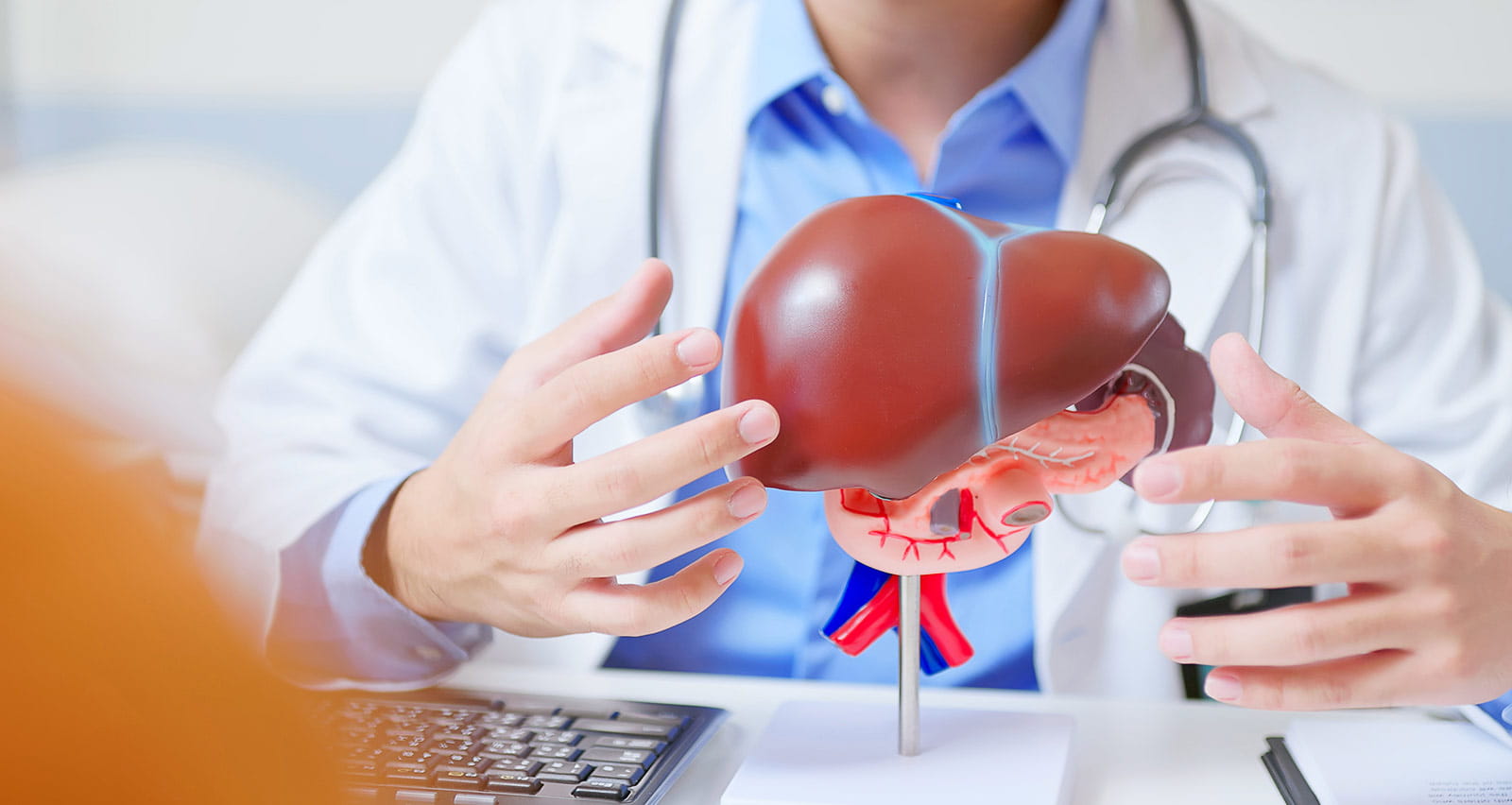 A doctor explains liver health with a life-sized model