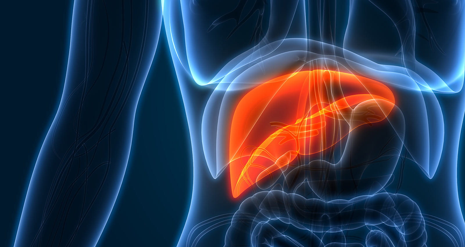 3D Illustration of Human Liver