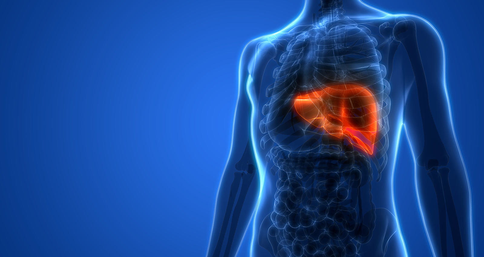 Medical illustration of human liver