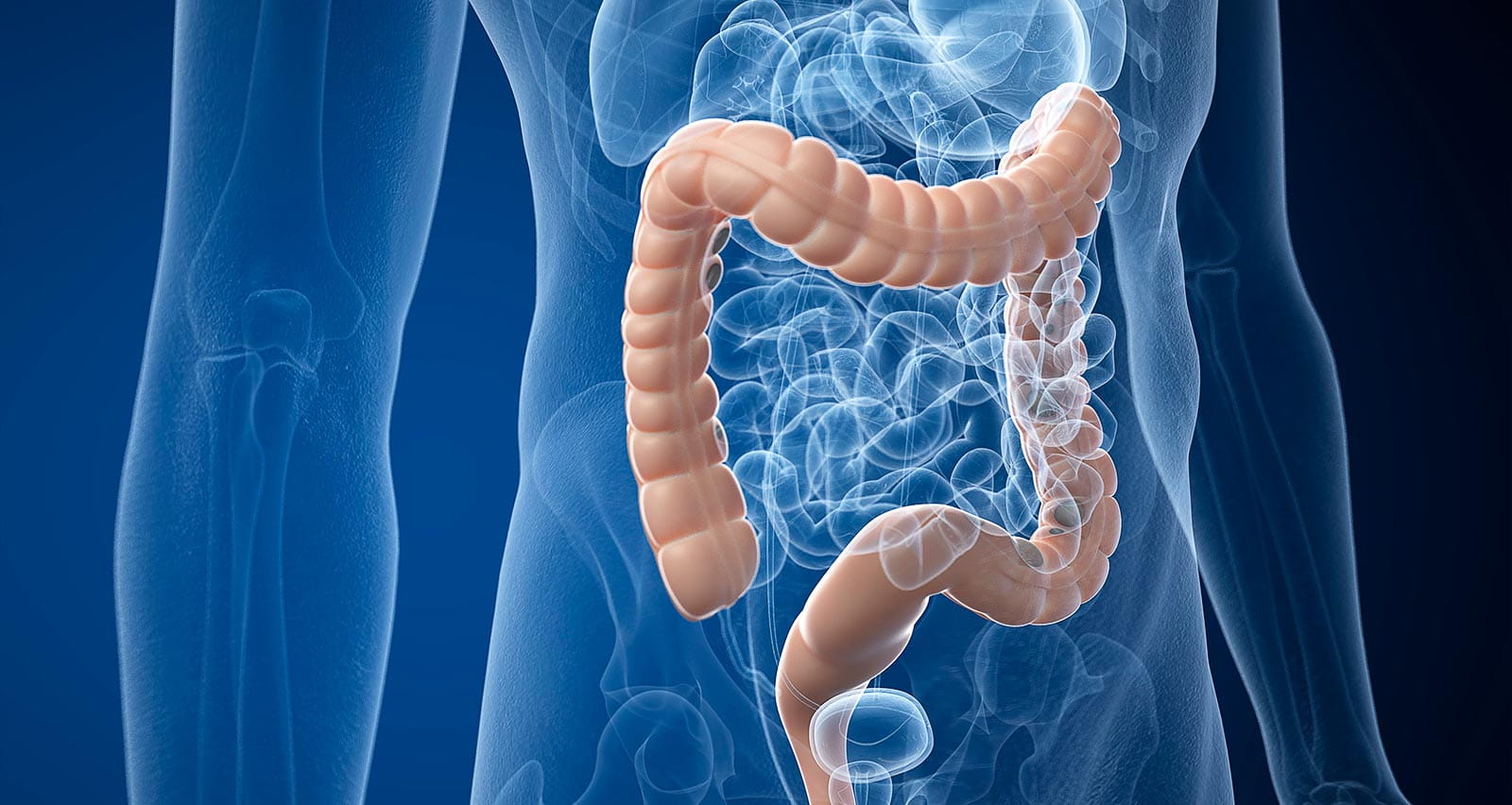 Illustration of the intestine