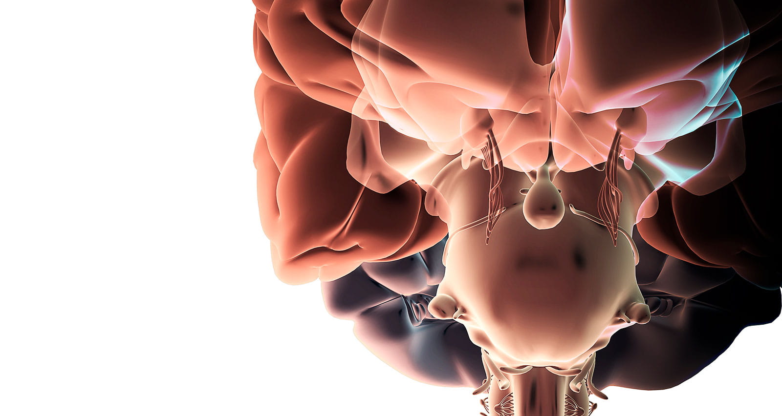 Illustration of the brainstem