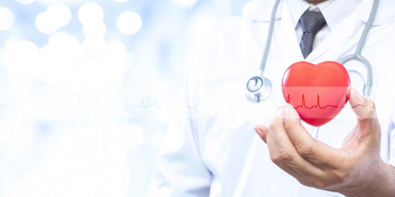 Physician holding a model heart