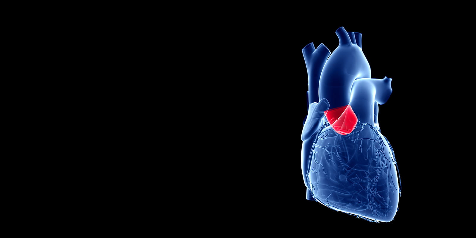 Illustration of heart depicting the Aortic Valve