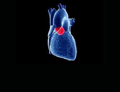 Illustration of heart depicting the Aortic Valve