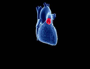 Illustration of heart depicting the Pulmonary Valve