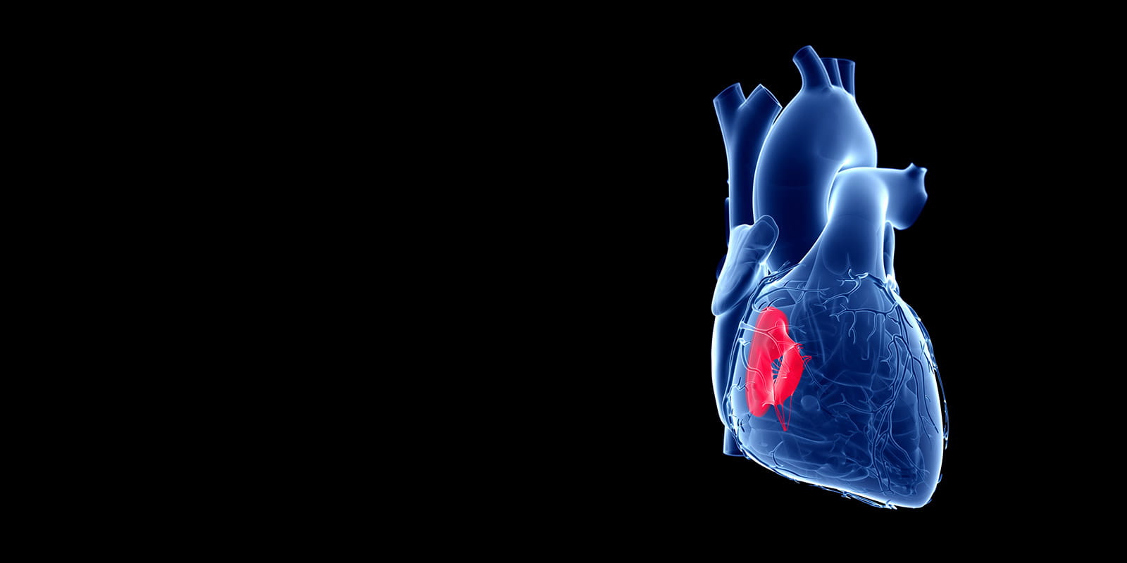 Illustration of heart depicting the Tricuspid Valve