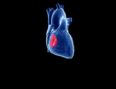 Illustration of heart depicting the Tricuspid Valve