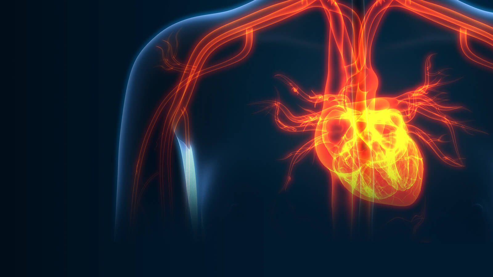 Illustrations of human heart and vascular systems